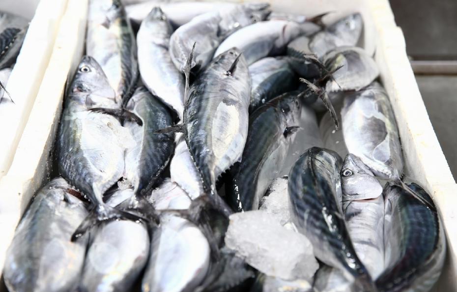 Karadeniz'de palamut bolluğu. Fiyatı 250 liraydı hızla düştü