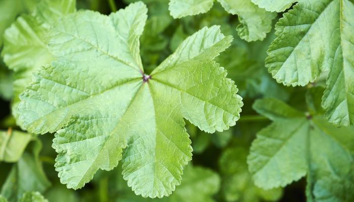 Hibiskusun faydaları nelerdir?  Hibiskus ne için kullanılır?