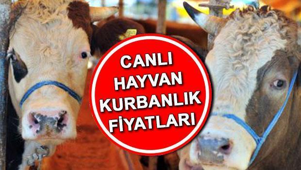 KURBANLIK FİYATLARI 2025 KİLOGRAM TABLOSU 2025 | Küçükbaş ve büyükbaş (canlı hayvan) kurbanlık fiyatları ne kadar? Kurban kesim bedeli belli oldu! İşte Kurbanlık koyun, keçi, dana fiyatları…