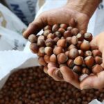 Fındık sezonu öncesi Rekabet Kurulu’ndan uyarı!