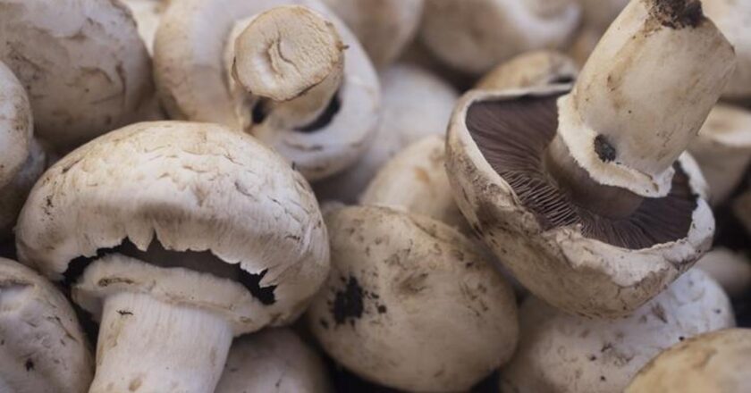 Mantar Zehirlenmesi Belirtileri Nelerdir? Mantar Zehirlenmesi Nasıl Anlaşılır? Tedavi Yöntemleri Nelerdir?
