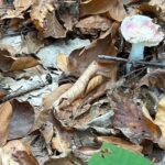 “Bu Mantar Yeniyor Sanırken Zehirlenmeyin! 6 Saat Sonra Beliren Belirtilere Dikkat”